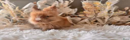 Lionhead rabbits for sale: Beautiful Fully Vaccinated Lionheads! - Advert 18