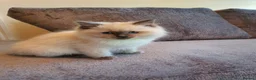 Ragdoll cats for sale: 🐈💕Gorgeous GCCF Blue Point Kittens💕🐈 in Preston - Advert 18