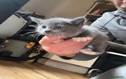 Mixed Breed cats for sale: Stunning litter of 4 - Image 21