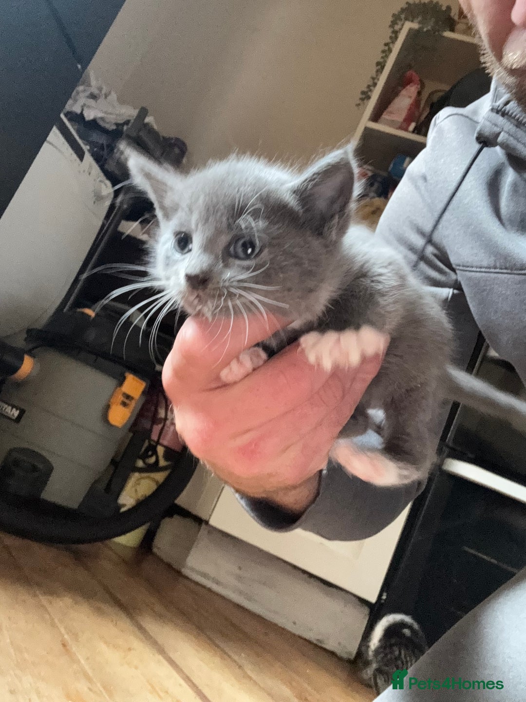 Mixed Breed cats for sale: Stunning litter of 4 - Image 21