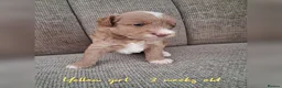 Australian Labradoodle dogs for sale: DNA health tested mini Australian labradoodles  - Advert 9