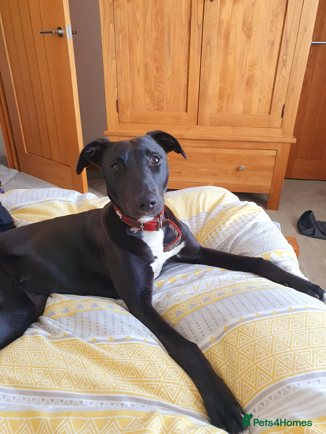 Lurcher dogs for sale: Suki 4 year old lurcher in Sunderland - Advert 2