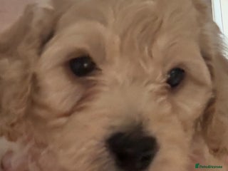 Cockapoo dogs Beautiful cockapoo puppy ready now xxx - Advert 14
