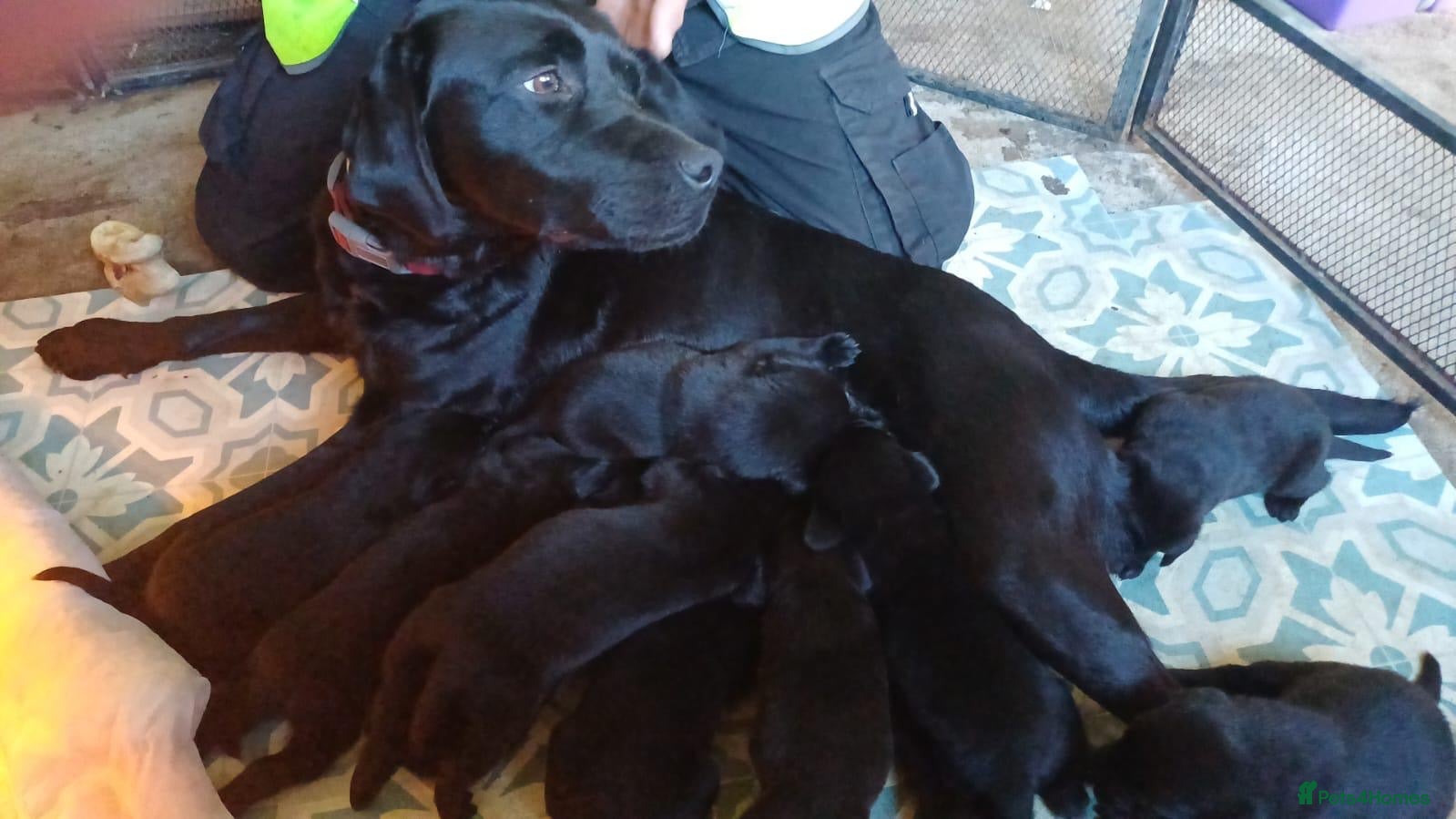 Labrador Retriever dogs Black Labrador puppies - Advert 4