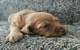 Mixed Breed dogs for sale: Cockerpoo puppys mini - Image 4