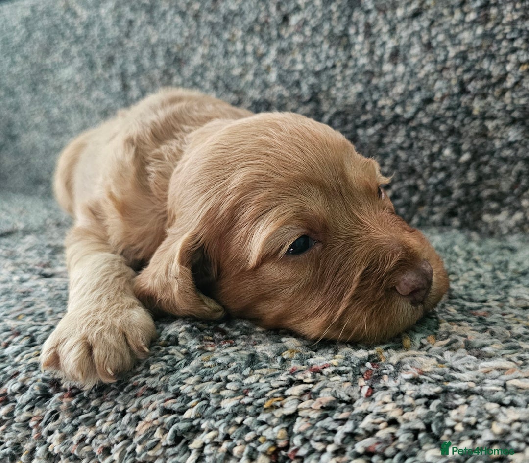 Mixed Breed dogs for sale: Cockerpoo puppys mini - Image 4