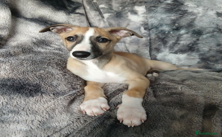 Whippet dogs - Advert 14