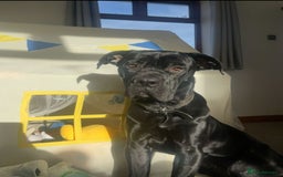 Cane Corso dogs for sale: Cane corse looking for a new home  - Image 2