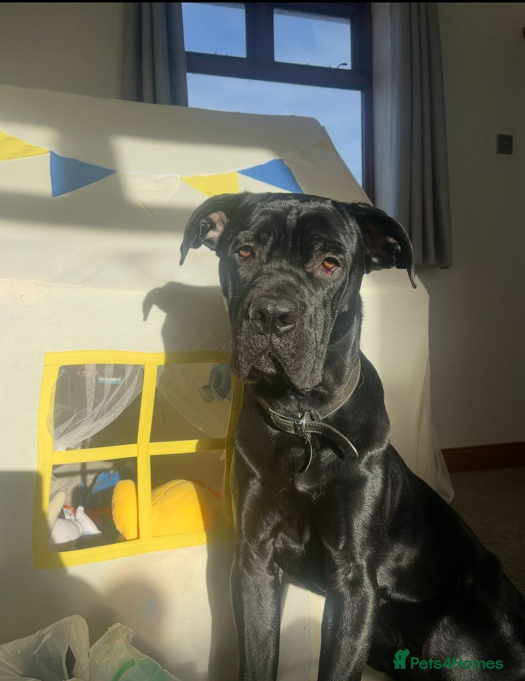 Cane Corso dogs for sale: Cane corse looking for a new home  - Image 2