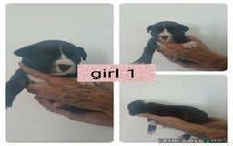 Mixed Breed dogs for sale: Beautiful mastiff cross pups - Image 24