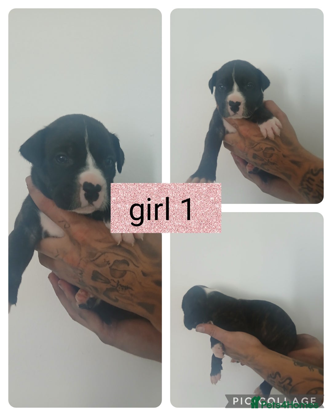 Mixed Breed dogs for sale: Beautiful mastiff cross pups - Image 24