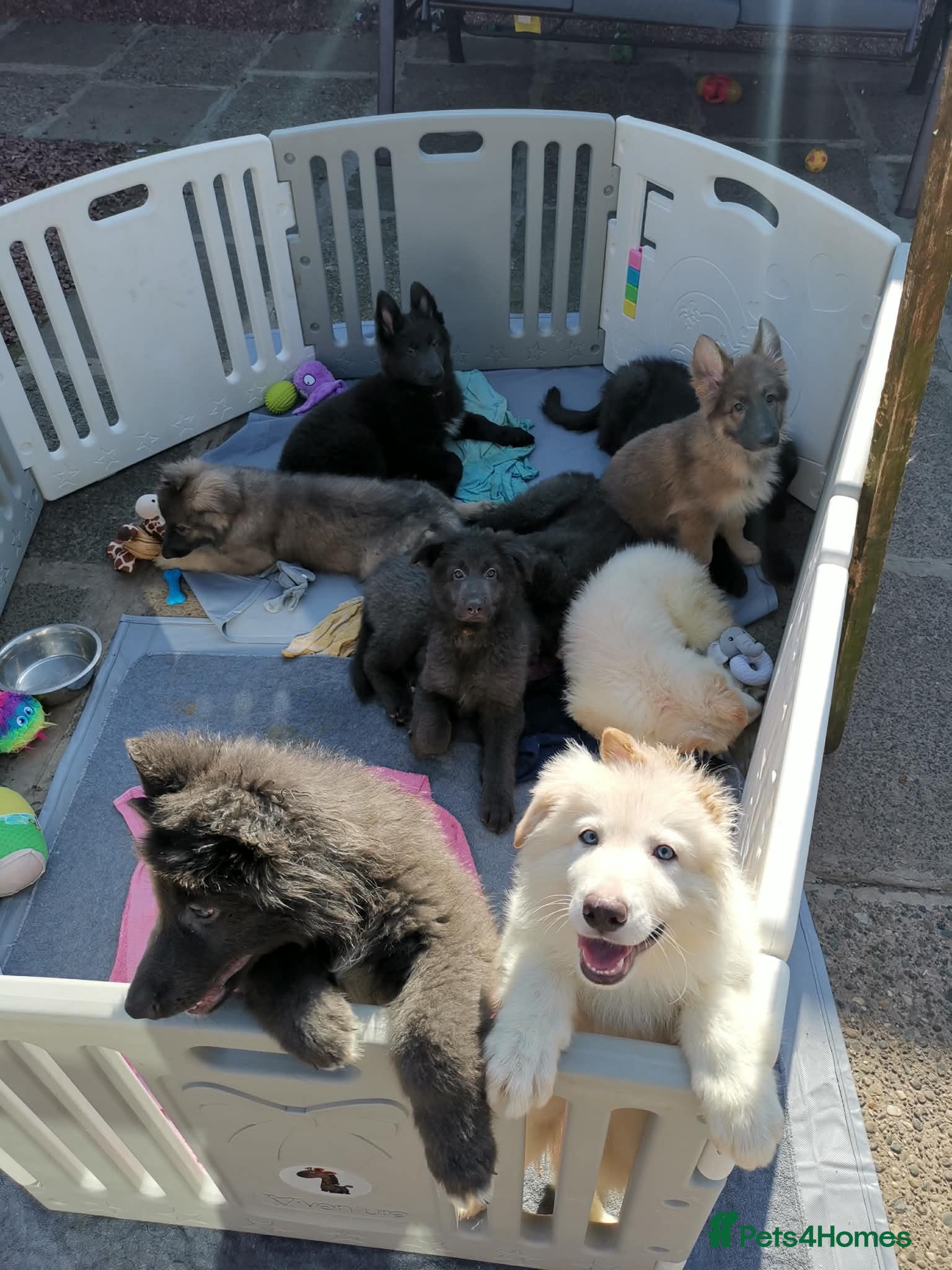 German Shepherd dogs 💙🐾 Rare Blue & Isabella German shepherd puppies  - Advert 2