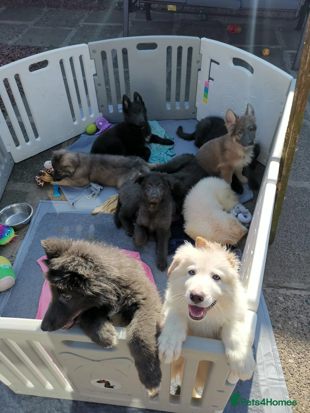 German Shepherd dogs for sale: 💙🐾 Rare Blue & Isabella German shepherd puppies  - Advert 2