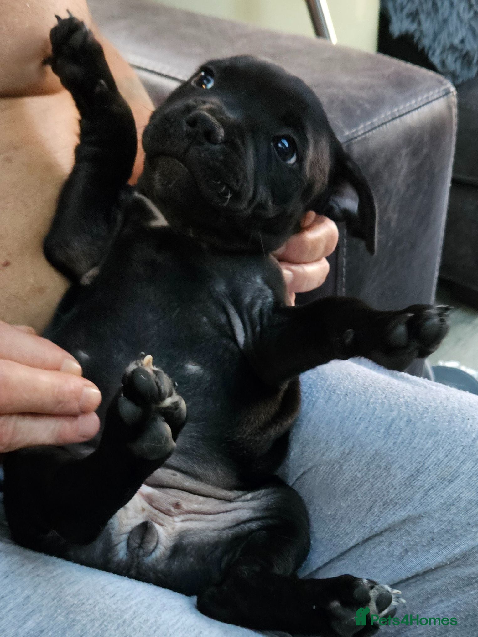 Staffordshire Bull Terrier dogs Sired by multi international champion - Advert 14