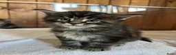 Maine Coon cats for sale: First kittens of GCCF Maine coon Champ for sale  - Advert 3