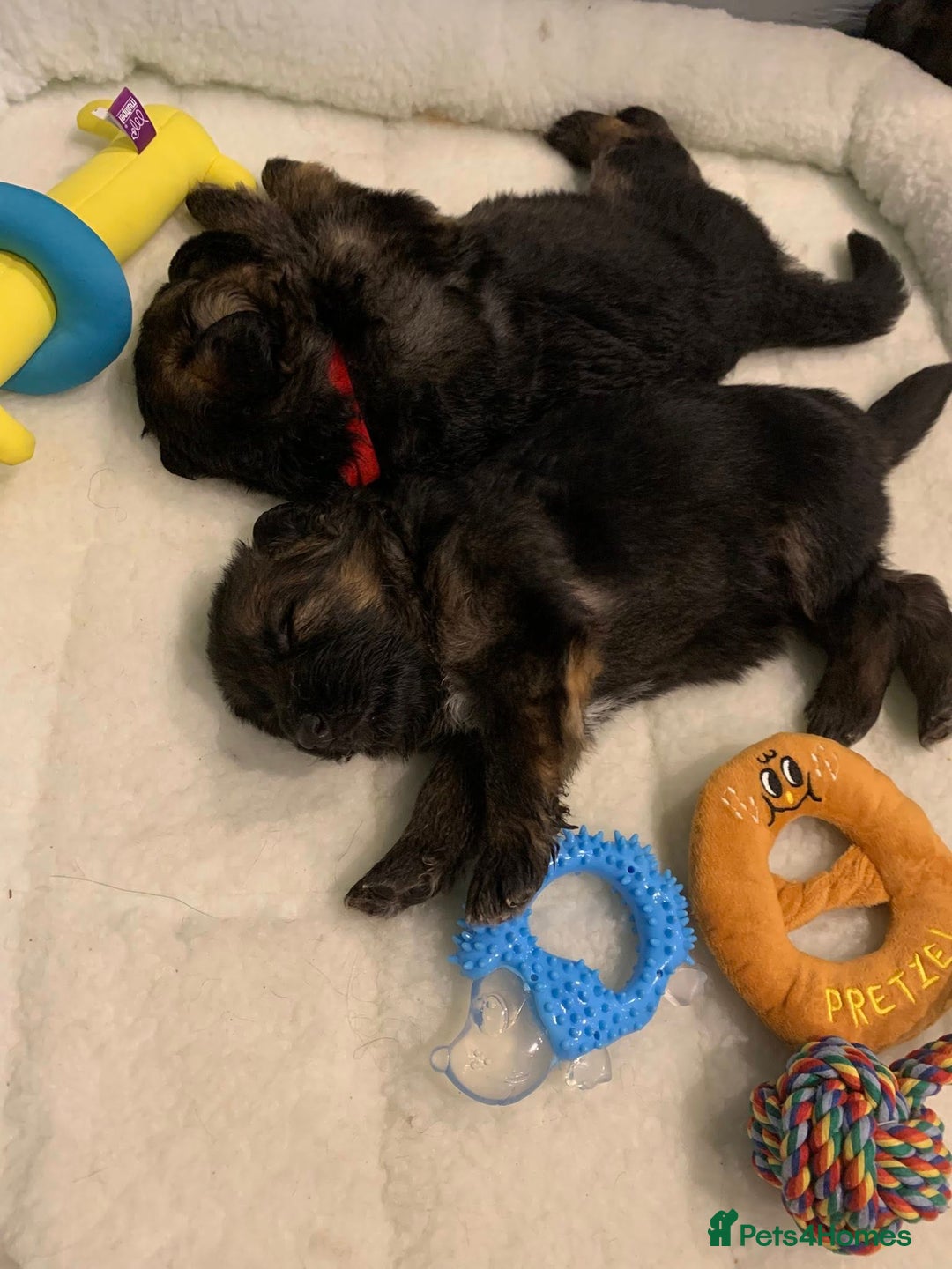 German Shepherd dogs for sale: For sale German Shepherd puppies - Advert 19