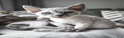 Devon Rex cats for sale: Devon Rex💕Blue Point Lynx Girl🩷 - Advert 28