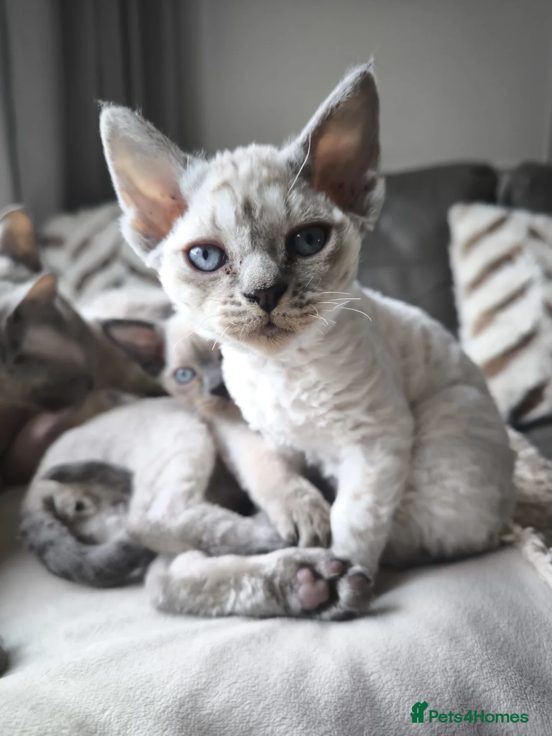 Devon Rex cats for sale: Devon Rex💕Blue Point Lynx Girl🩷 - Advert 28