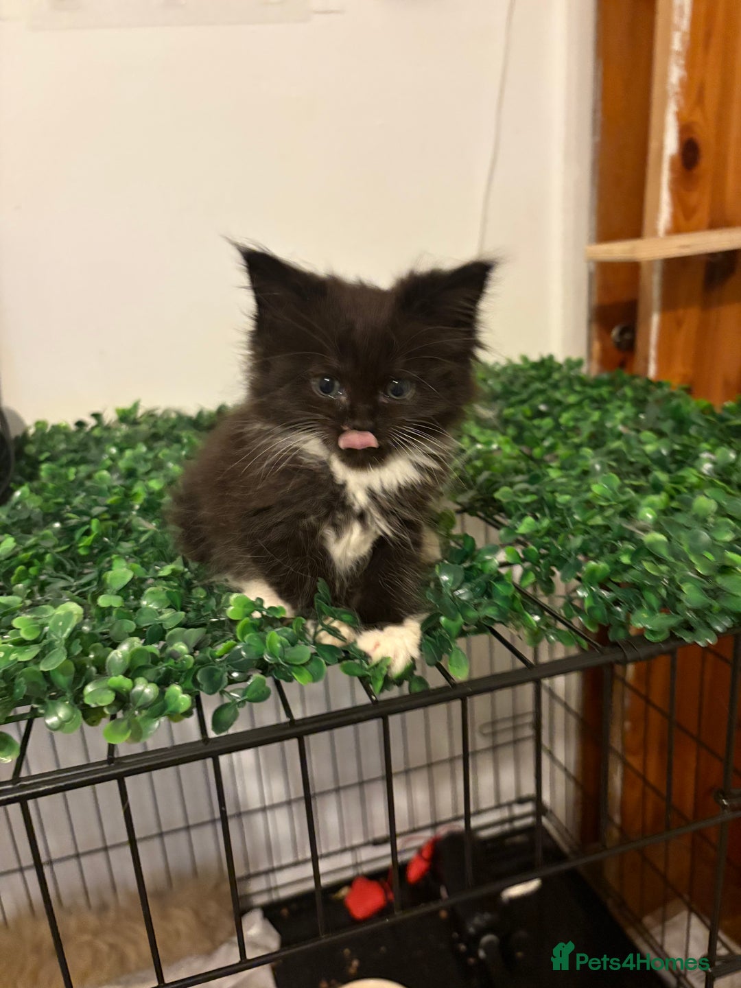 Maine Coon cats for sale: Maincoon X Ragdoll - Advert 4