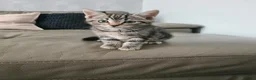 Mixed Breed cats for sale: Gorgeous kittens looking for Loving Homes - Advert 4
