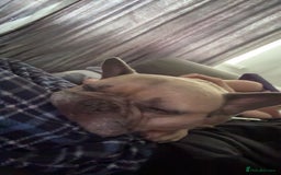 French Bulldog dogs for sale: Rooney/ French bulldog for sale - Image 7