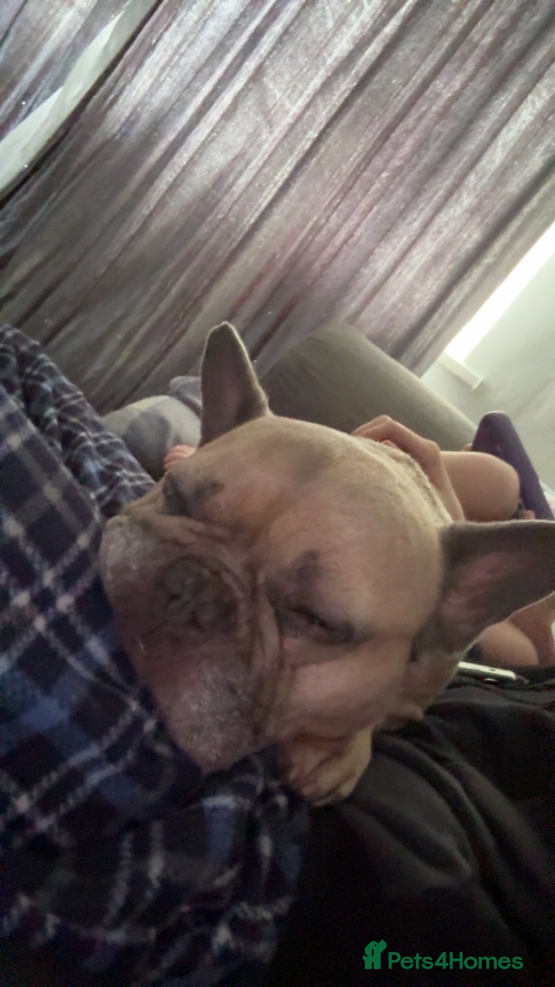 French Bulldog dogs for sale: Rooney/ French bulldog for sale - Image 7
