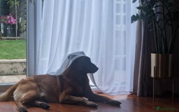 Belgian Shepherd Dog dogs for stud: KC, PURE Malinois Stud: Health Tested. Proven  in Rugby - Image 9