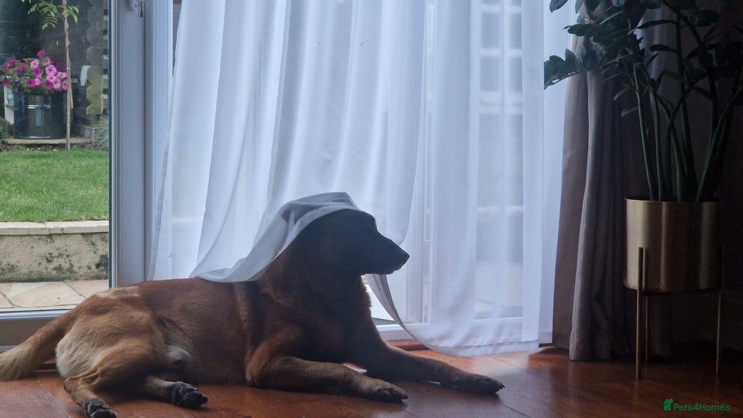 Belgian Shepherd Dog dogs for stud: KC, PURE Malinois Stud: Health Tested. Proven  in Rugby - Image 9