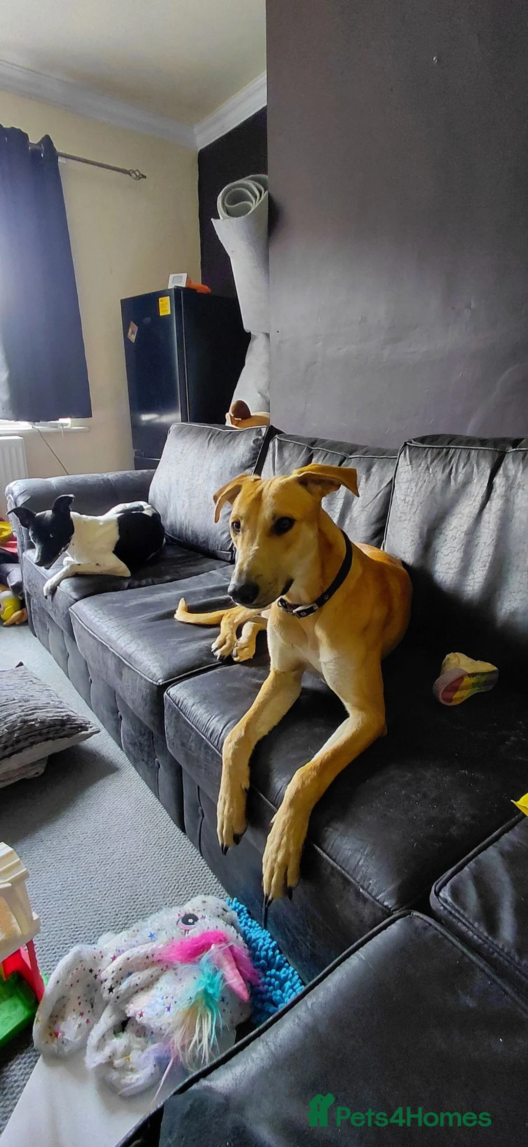 Lurcher dogs for sale: Large breed lurcher - Advert 2
