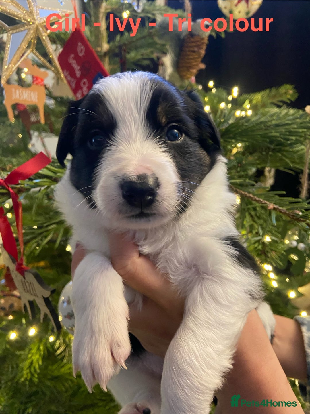 Border Collie dogs for sale: 6 gorgeous high quality Border Collie Puppies  - Advert 9