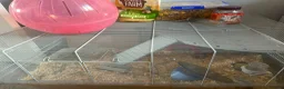 Hamster rodents for sale: Syrian Hamster and Full Setup in Milton Keynes - Advert 7