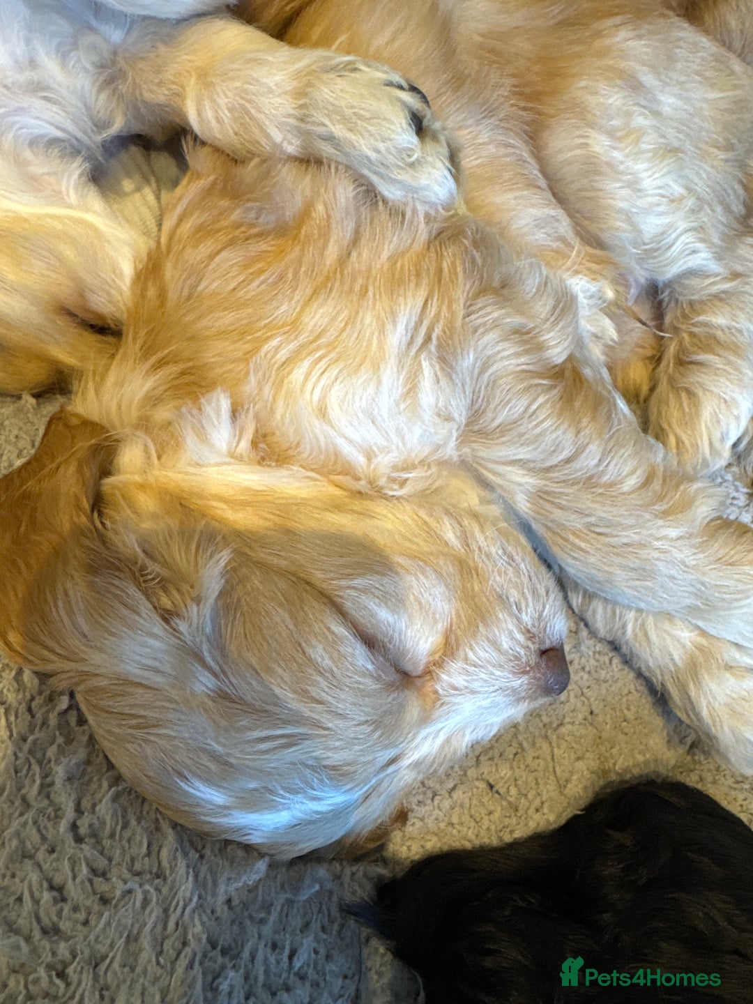 Mixed Breed dogs for sale: Sprockerpoo puppies for sale - Advert 33