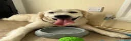Golden Retriever dogs for stud: English Cream Golden Retriever Stud - Advert 6