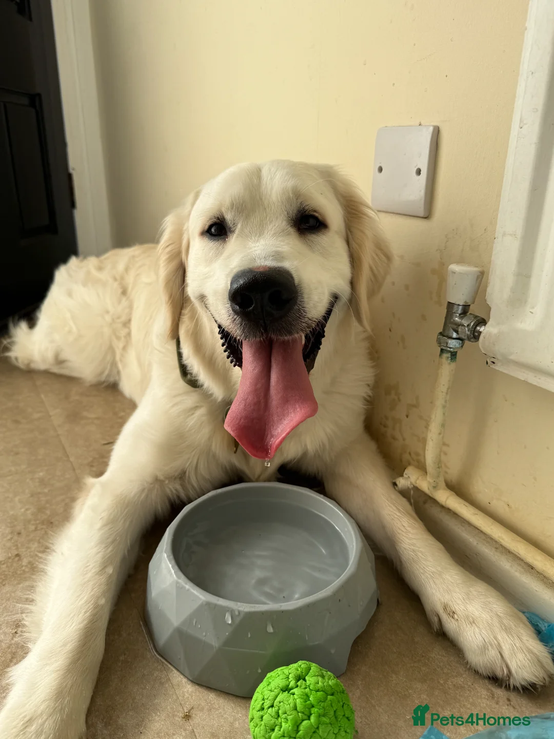 Golden Retriever dogs for stud: English Cream Golden Retriever Stud - Advert 6