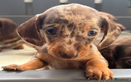 Miniature Dachshund dogs for sale: Beautiful teeny tiny mini dachshunds  - Image 9