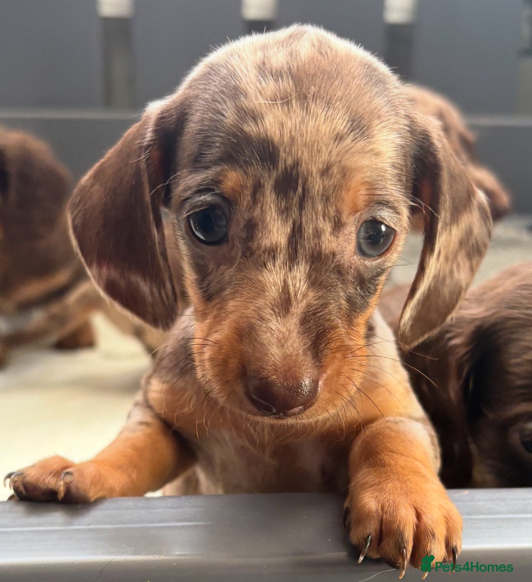Miniature Dachshund dogs for sale: Beautiful teeny tiny mini dachshunds  - Image 9