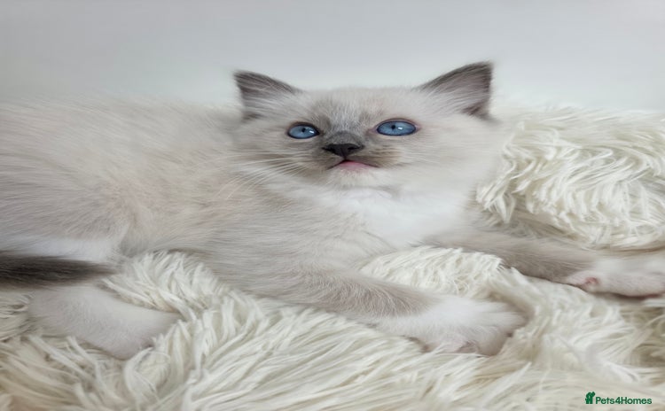 Ragdoll cats - Advert 8