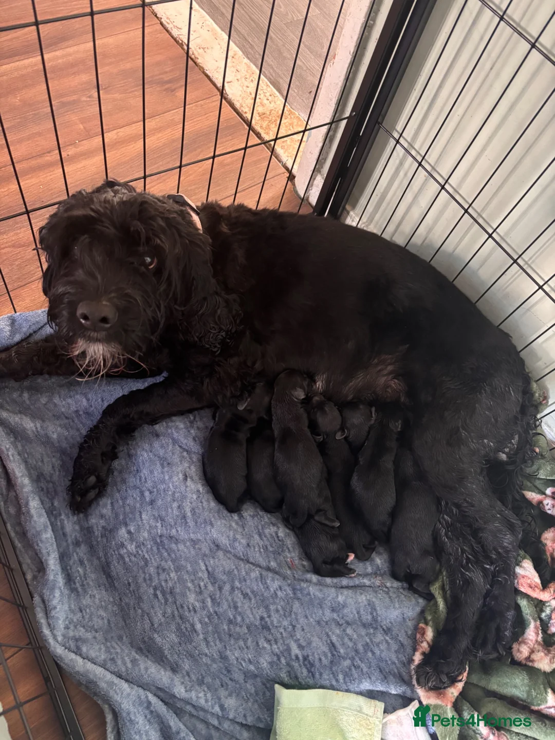 Cockapoo dogs for sale: Litter of 8 cockapoos - Advert 2