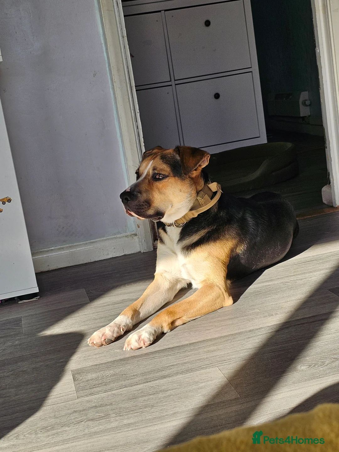 Mixed Breed dogs for sale: Huntway cross - Advert 17