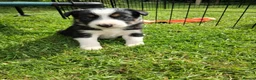 Border Collie dogs for sale: Stunning Collie puppies from working parents in Belper - Advert 10