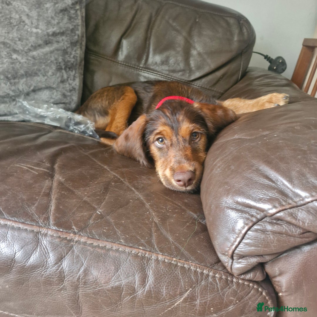 Mixed Breed dogs for sale: Spaniel cross terrier  - Image 1
