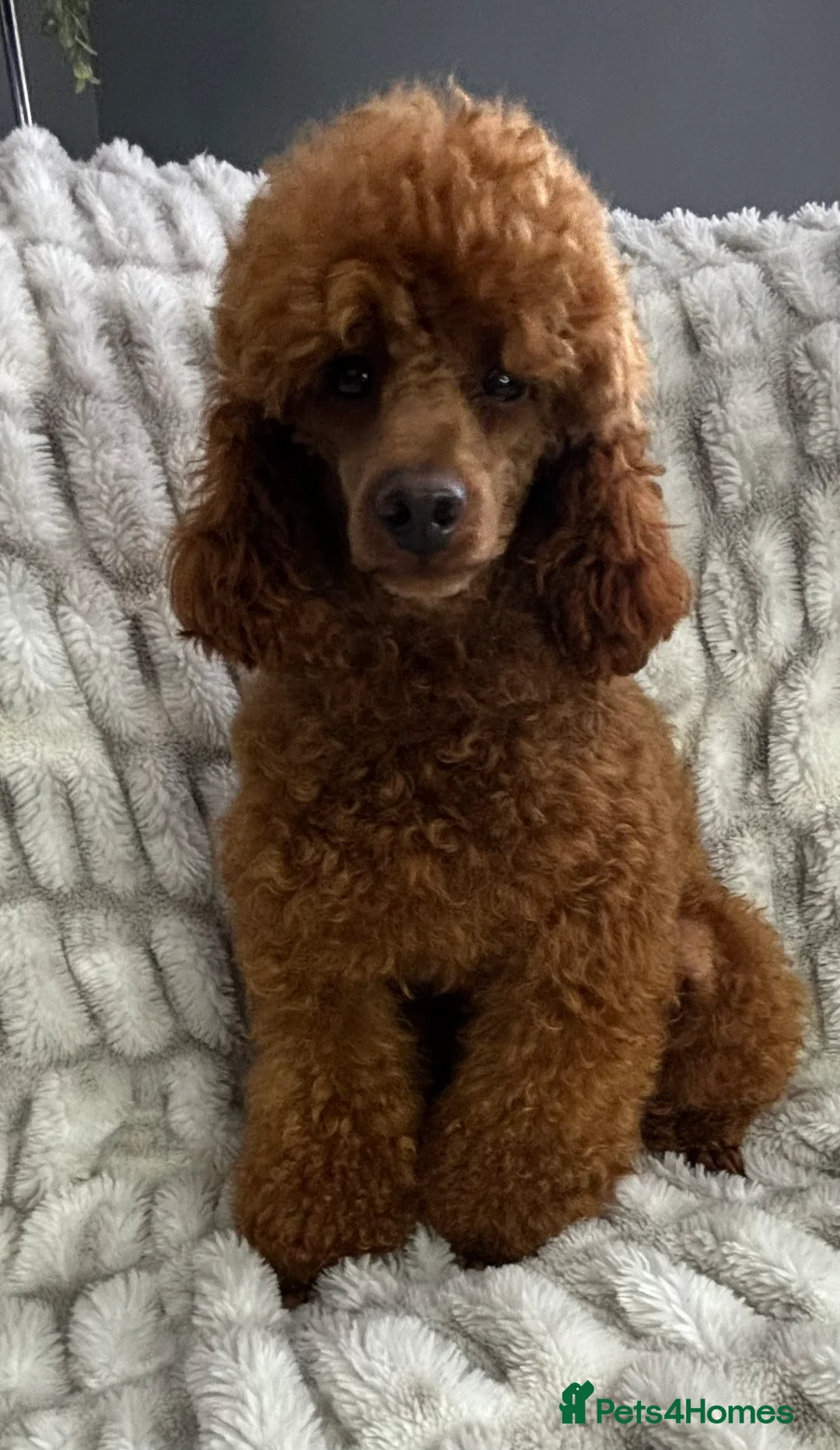 Poodle dogs for stud: KC REG DEEP FOX RED HEALTH TESTED POODLE STUD in Hoddesdon - Advert 7