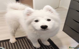 Samoyed dogs for sale: Lovely Samoyed Puppy For Rehome - Image 2