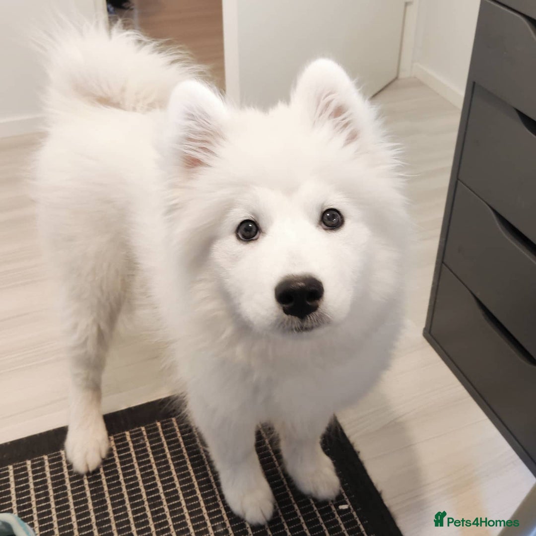 Samoyed dogs for sale: Lovely Samoyed Puppy For Rehome - Image 2