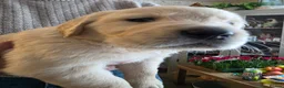 Golden Retriever dogs for sale: 8 Beautiful Fluffy Golden Retrievers in Telford - Advert 8