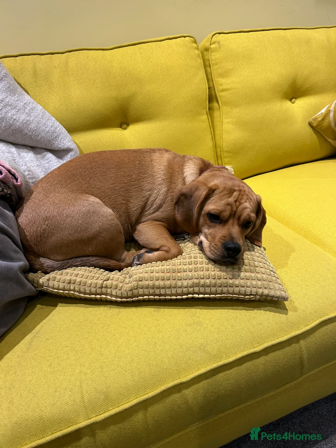 Puggle dogs for sale: Eugene  - Advert 8