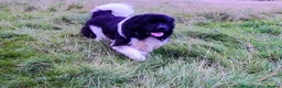 Newfoundland dogs for sale: Beautiful KC Registered Newfoundland Puppies!! - Advert 13