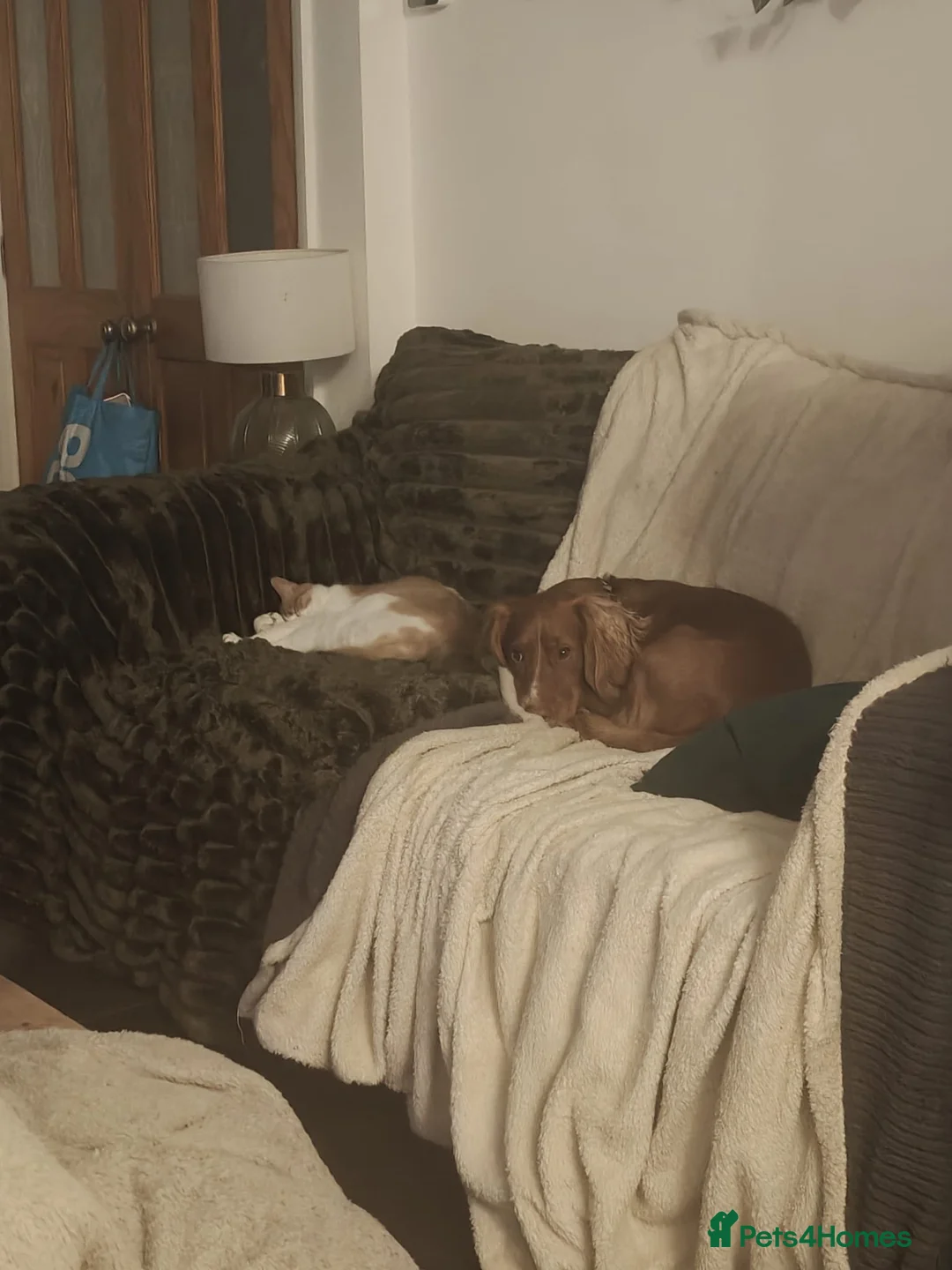 Cocker Spaniel dogs for stud: Working Cockerspaniel  in Stockton-on-Tees - Advert 9