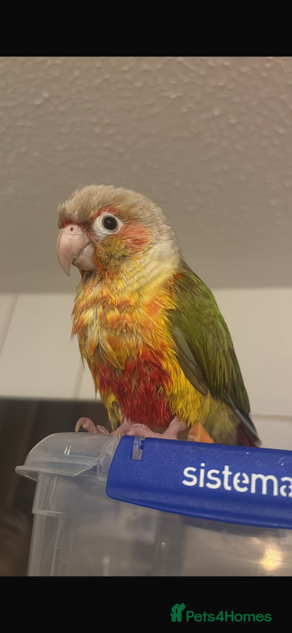 Conures birds beautiful pinapple green cheek conure   - Advert 1