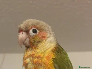 Conures birds beautiful pinapple green cheek conure - Advert 1